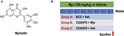 Myricetin Modulates Macrophage Polarization and Mitigates Liver Inflammation and Fibrosis in a Murine Model of Nonalcoholic Steatohepatitis